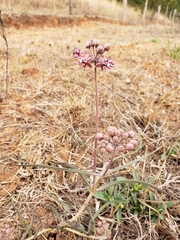 Asclepias fournieri