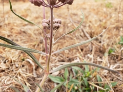 Asclepias fournieri
