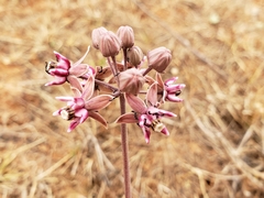 Asclepias fournieri