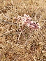 Asclepias fournieri
