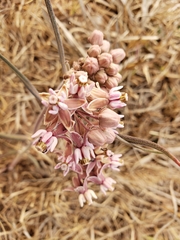 Asclepias fournieri