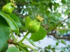 Pyrus ussuriensis
