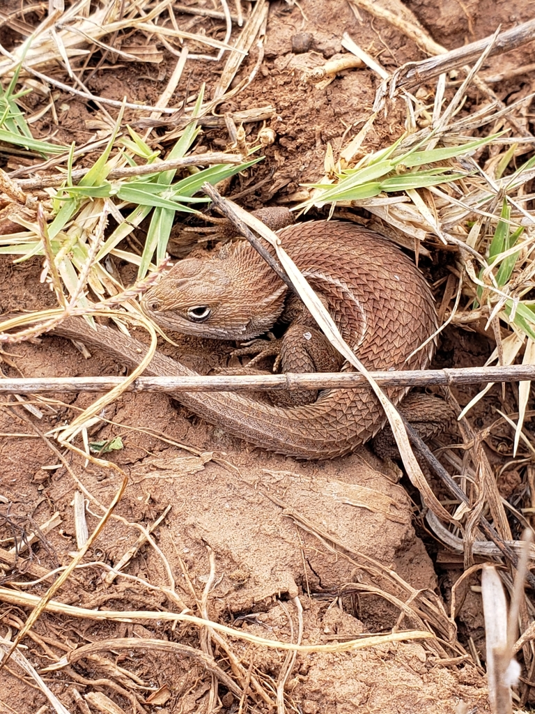 Southern Bunchgrass Lizard