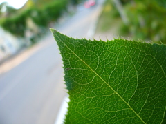 Pyrus ussuriensis
