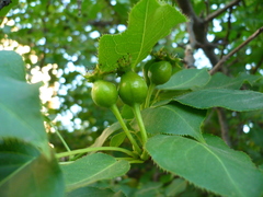 Pyrus ussuriensis