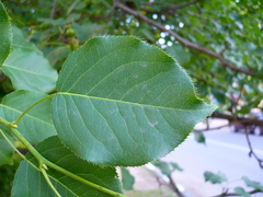 Pyrus ussuriensis