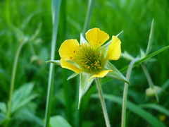 Geum × intermedium