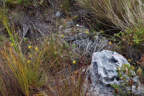 Image of Leucospermum gracile by (c) Tony Rebelo, some rights reserved (CC BY-SA)