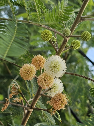 white leadtree (Leucaena leucocephala ssp. glabrata)