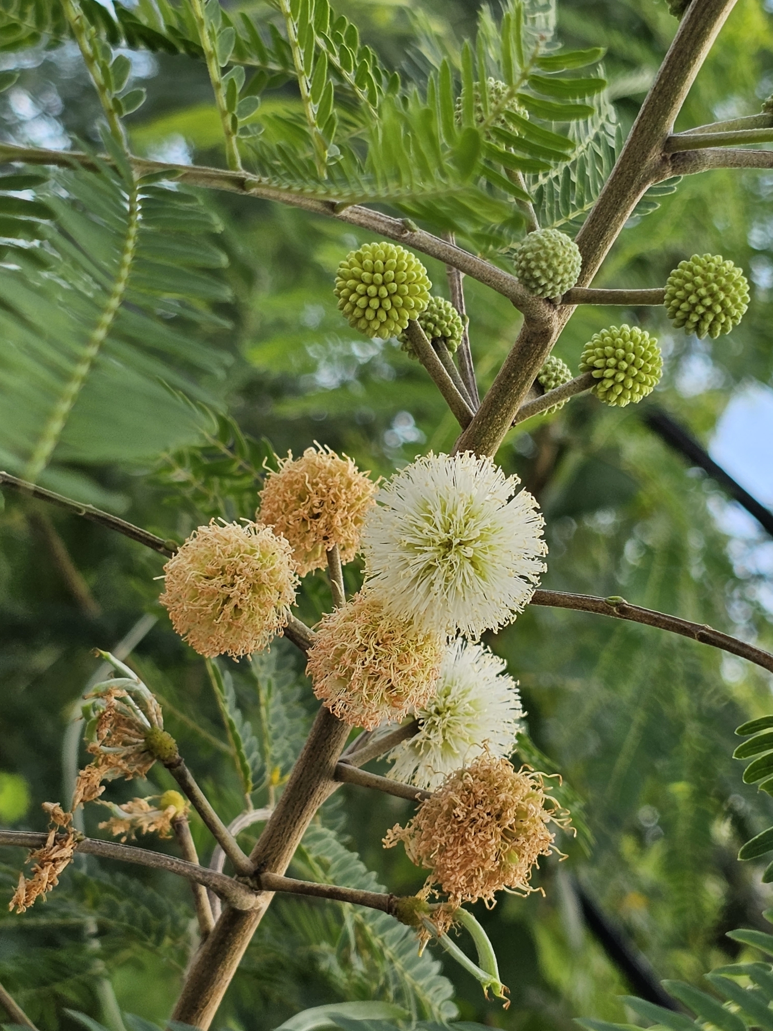 White leadtree (Leucaena leucocephala)  iNaturalist