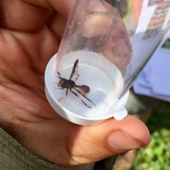 Monoceromyia floridensis