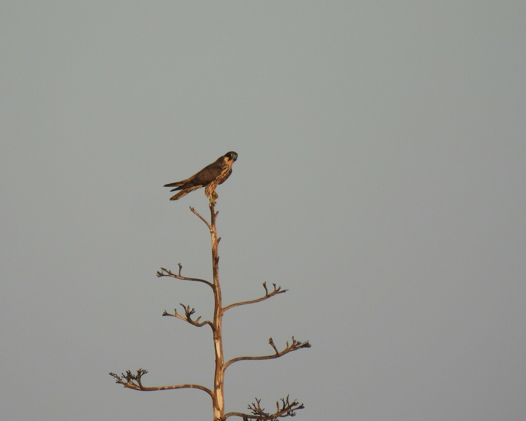 Eleonora S Falcon From Crete Greece On August 23 2023 At 07 21 AM By   Large 