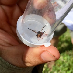 Monoceromyia floridensis