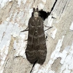 Ephestia columbiella