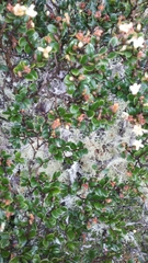 Leptolaena pauciflora