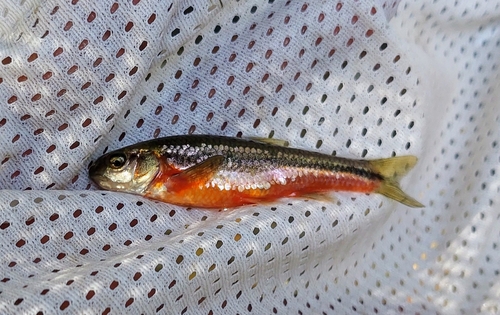 Papaloapan Chub