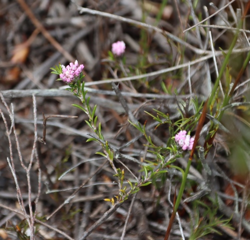 Image of Metalasia serrata by (c) Tony Rebelo, some rights reserved (CC BY-SA)