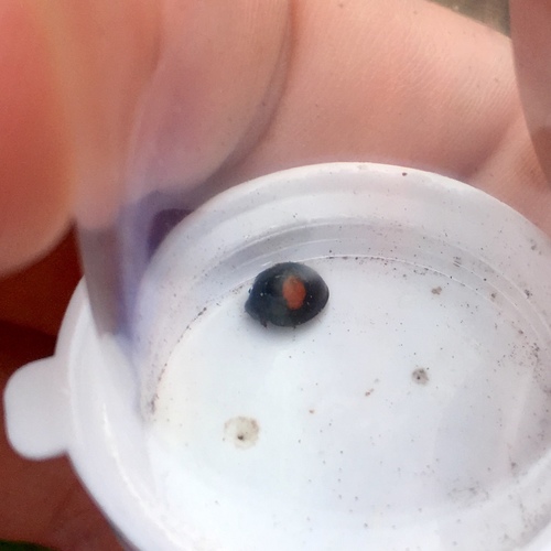 Cactus Lady Beetle (Chilocorus cacti), a species recorded in Florida