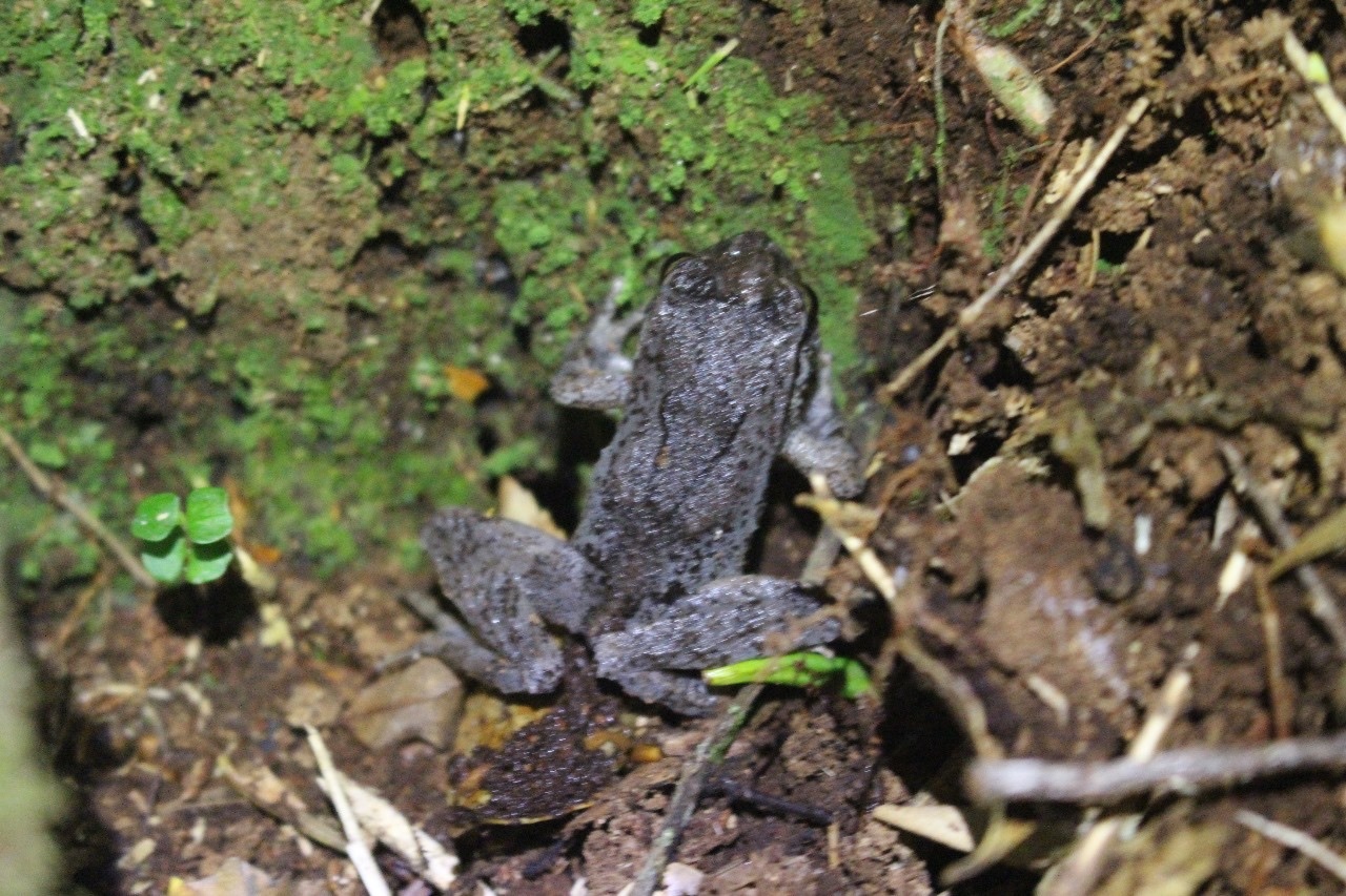 Eupsophus calcaratus (Günther, 1881)