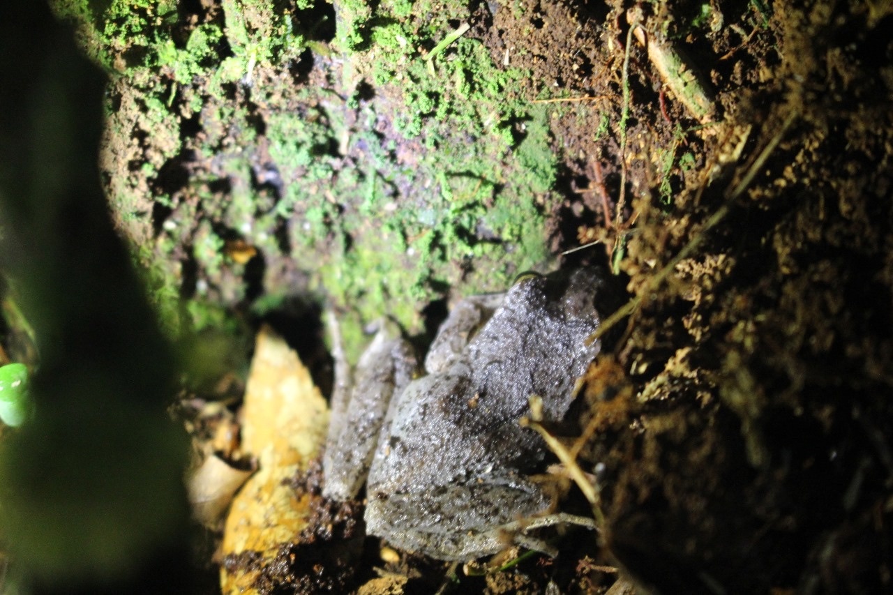 Eupsophus calcaratus (Günther, 1881)