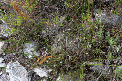 Image of Metalasia serrata by (c) Tony Rebelo, some rights reserved (CC BY-SA)