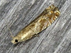 Epinotia solicitana