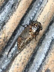 Cryptotympana aquila