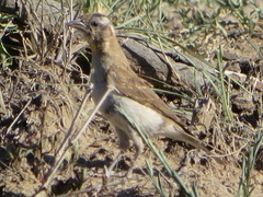 Gymnoris superciliaris