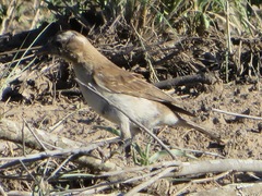 Gymnoris superciliaris