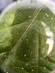 Ceroplastes floridensis