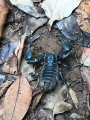 Heterometrus laoticus