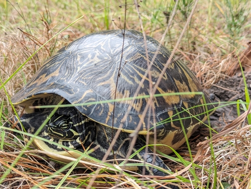 Peninsular Cooter, Gainesville, FL 32641, USA, photo 5 of 10