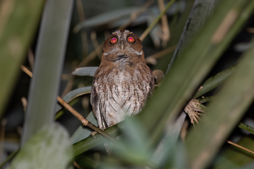 Puerto Rican Owl (Gymnasio nudipes), photo 1