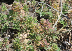 Lepidium nitidum