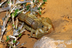 Androctonus australis · iNaturalist