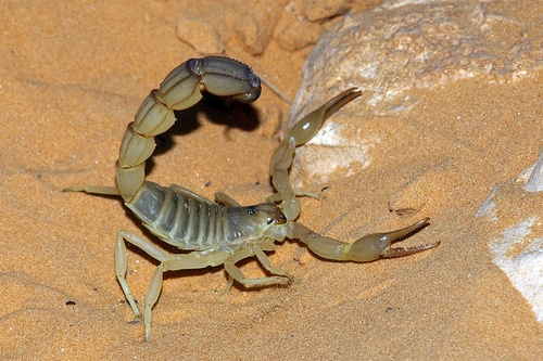 Androctonus australis · iNaturalist