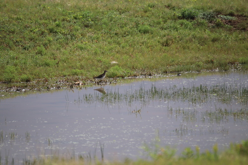 Andarríos solitario (Tringa solitaria)