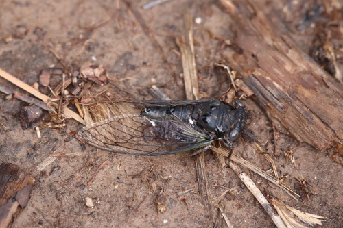 Dog-day cicada