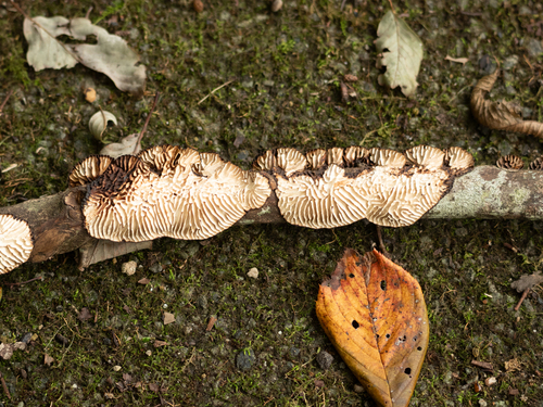 Daedaleopsis styracina