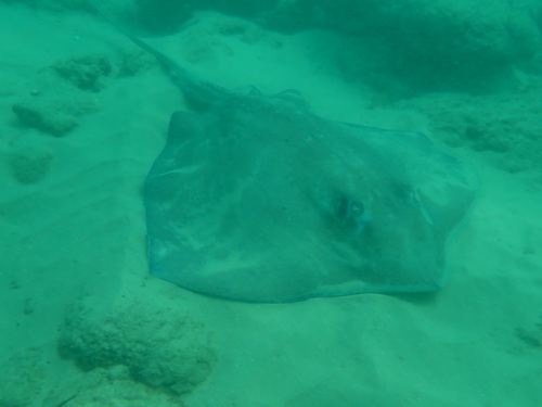 Southern stingray