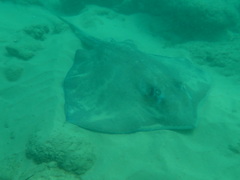Southern stingray