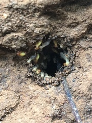 Globitermes sulphureus