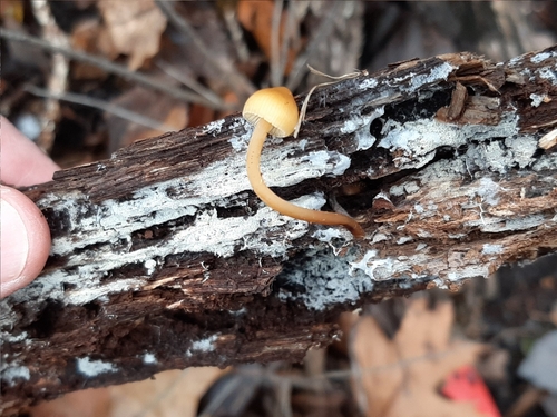 Mycena inclinata