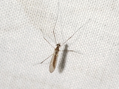 Gonomyia puer