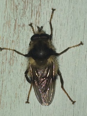 Criorhina bubulcus