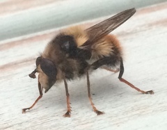 Criorhina bubulcus