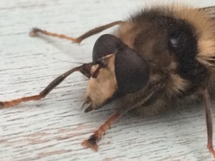 Criorhina bubulcus