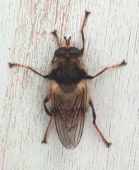 Criorhina bubulcus