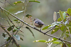 Conirostrum cinereum