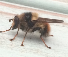 Criorhina bubulcus